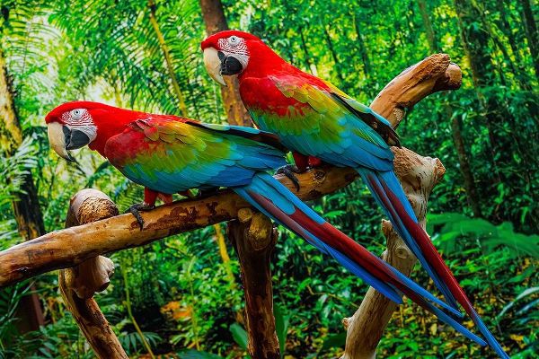 green Wing Macaws-Originally from South America,